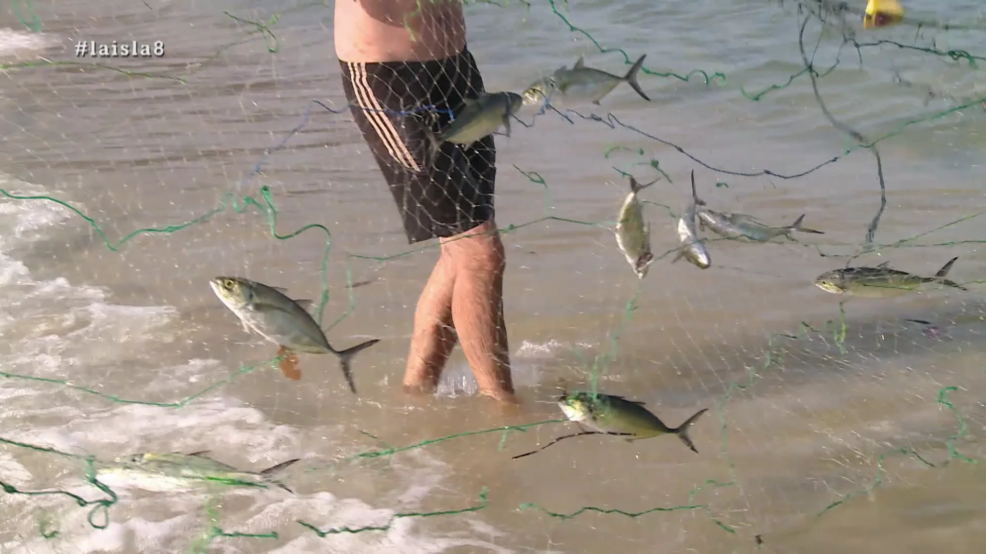 Peces en La Isla