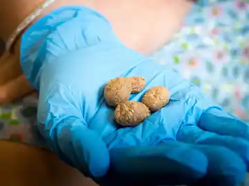 Hallan patatas de más de 10.900 años Hallan patatas de más de 10.900 años