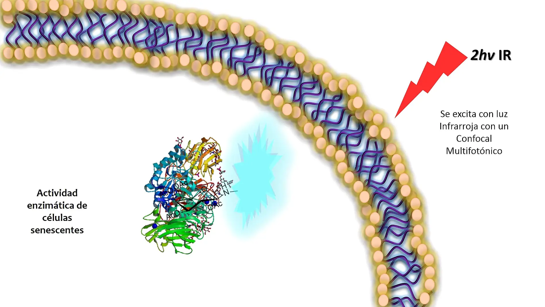 Un nuevo sistema detecta celulas senescentes in vivo