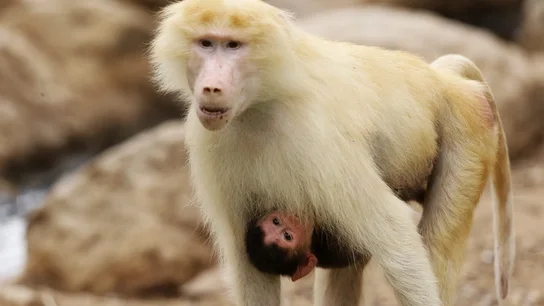 Monos babuinos en una imagen de archivo Monos babuinos en una imagen de archivo