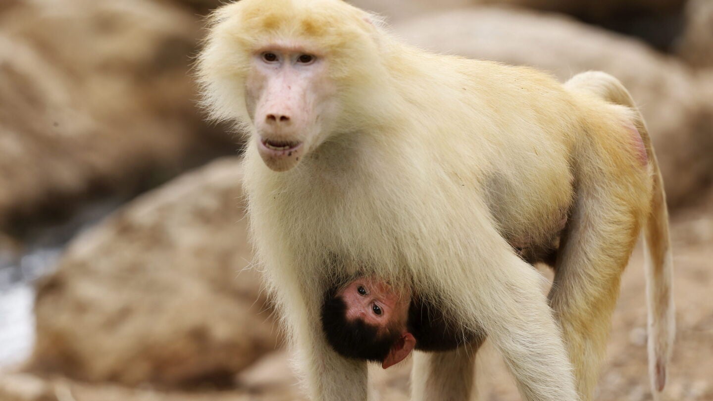 Monos babuinos en una imagen de archivo