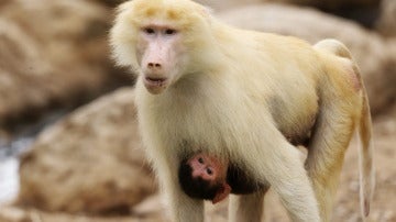 Monos babuinos en una imagen de archivo