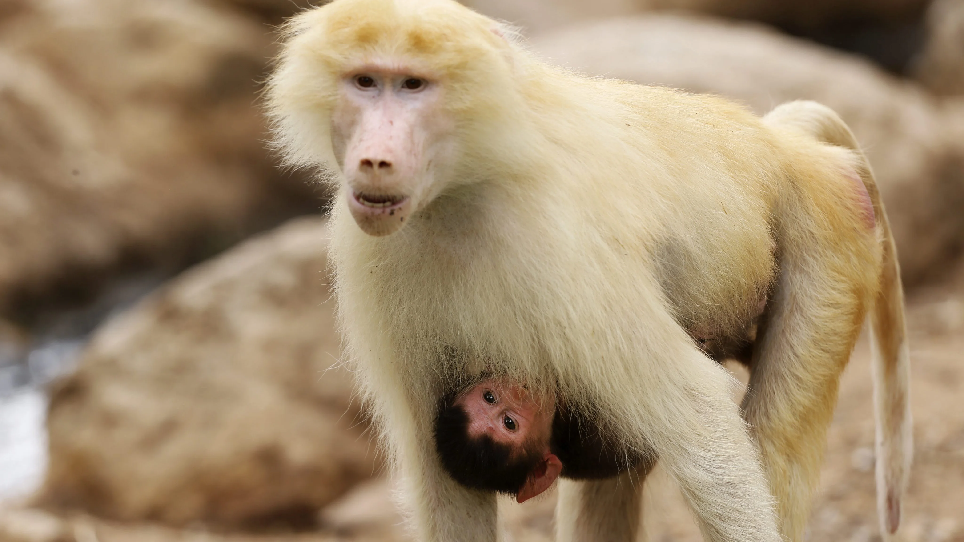 Monos babuinos en una imagen de archivo