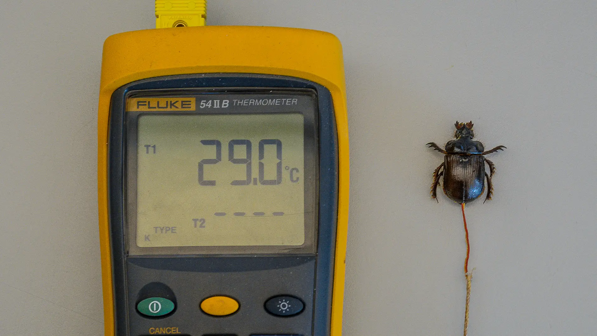 Los escarabajos usan el exoesqueleto para regular su temperatura corporal