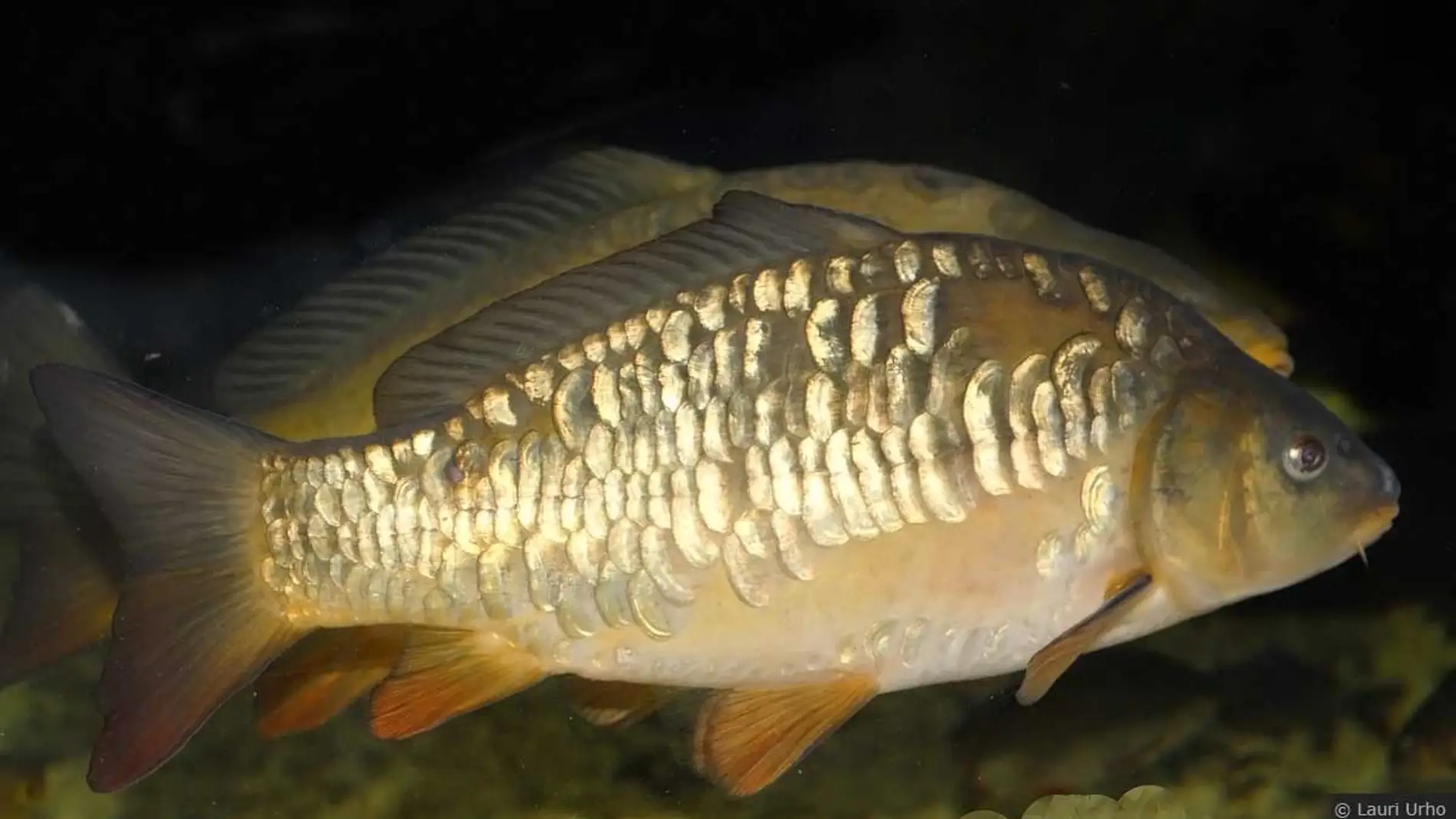 Alertan del alto impacto de la carpa en lagunas de gran valor ecologico