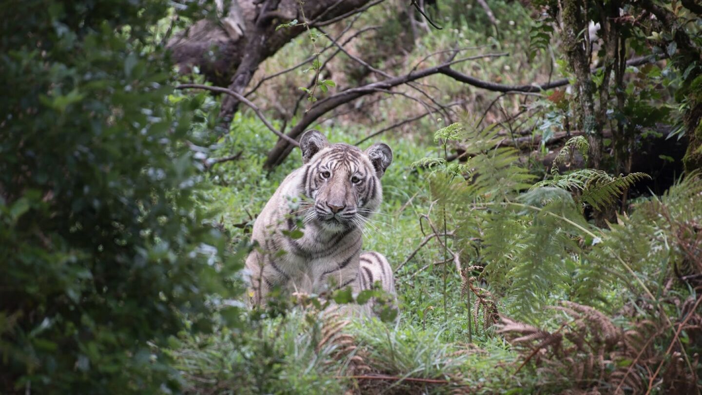 La primera fotograf&iacute;a de un tigre p&aacute;lido