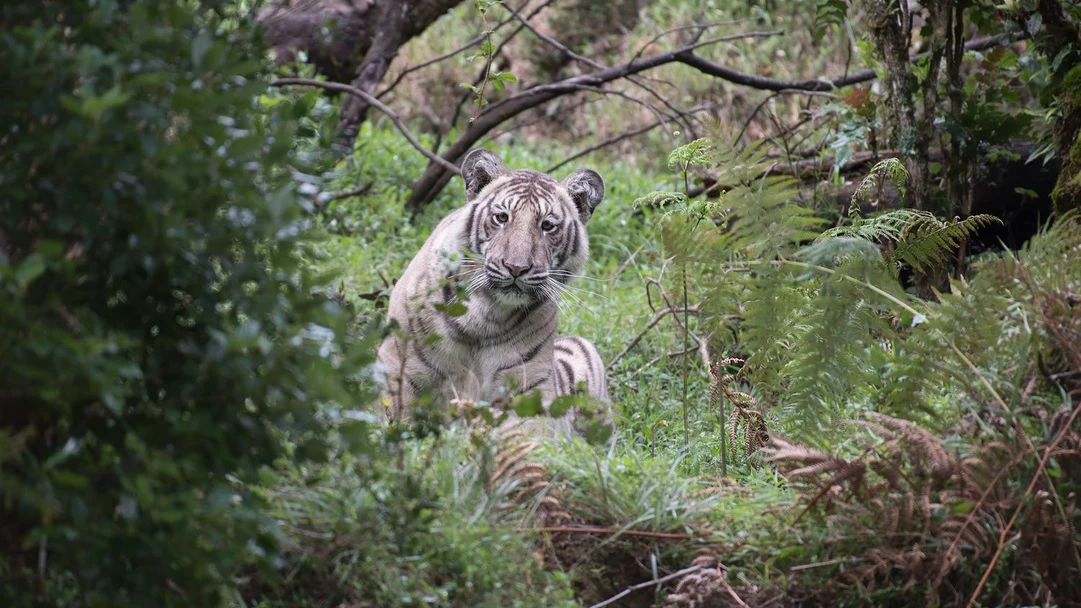 La primera fotograf&iacute;a de un tigre p&aacute;lido