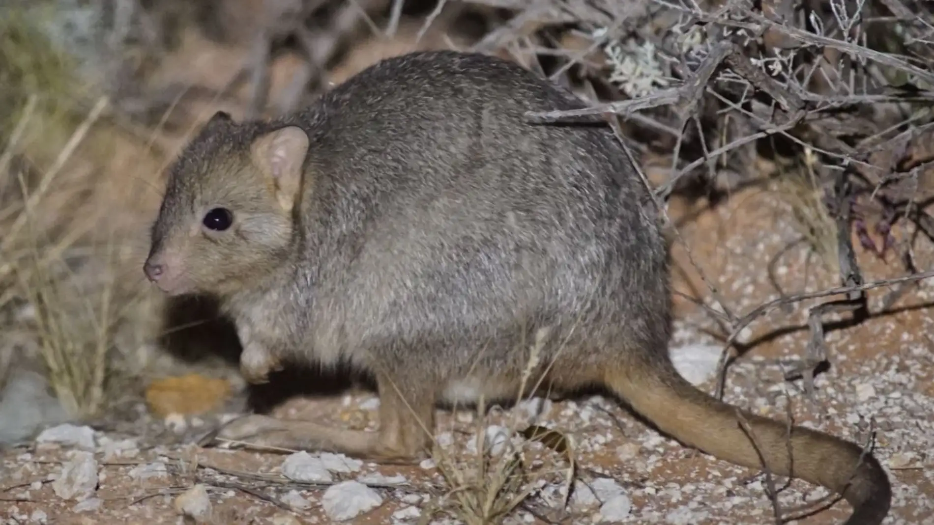Ensenan a las ratas canguro a huir de sus depredadores