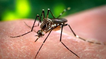 Predecir el dengue con varios meses de antelacion gracias al clima