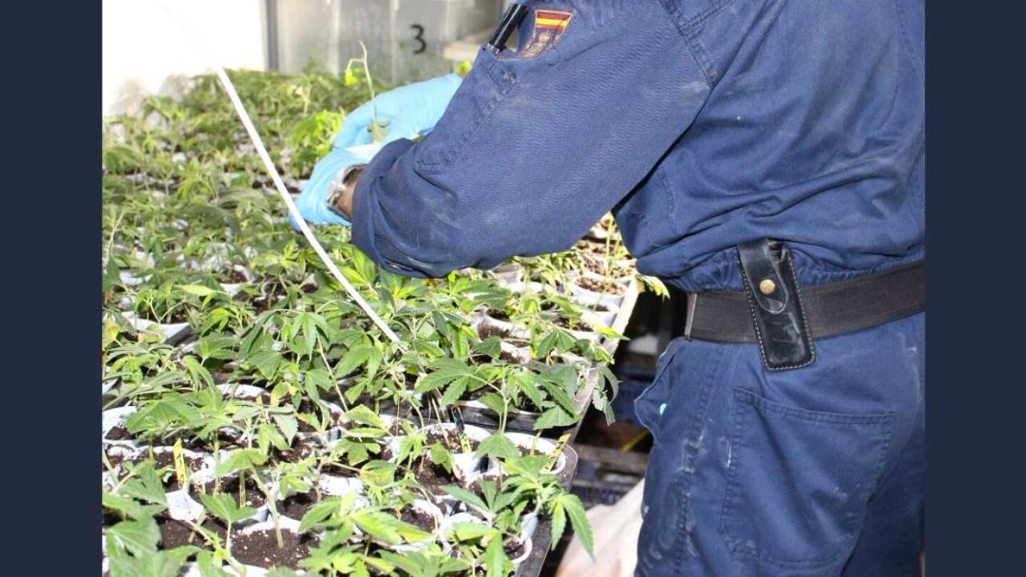Un agente de la Polic&iacute;a Nacional junto a parte de las plantas de marihuana inacutadas
