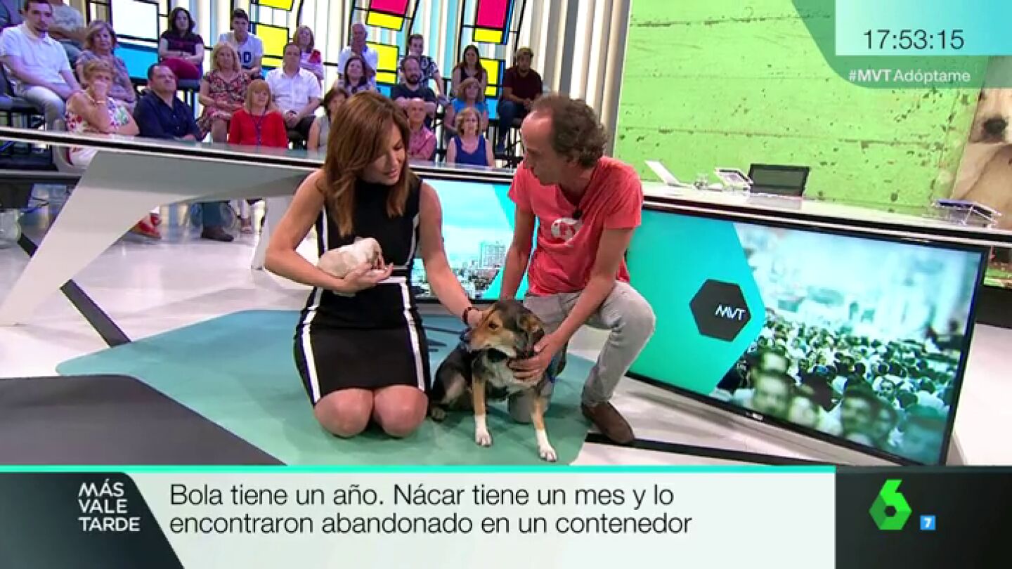 N&aacute;car y Bola, dos perras que buscan familia tras ser abandonadas en un contenedor y en el monte