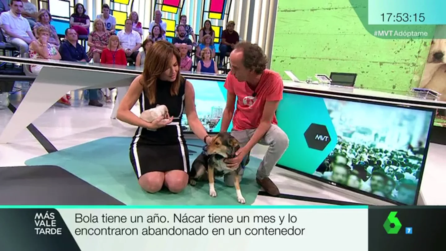 Nácar y Bola, dos perras que buscan familia tras ser abandonadas en un contenedor y en el monte Nácar y Bola, dos perras que buscan familia tras ser abandonadas en un contenedor y en el monte