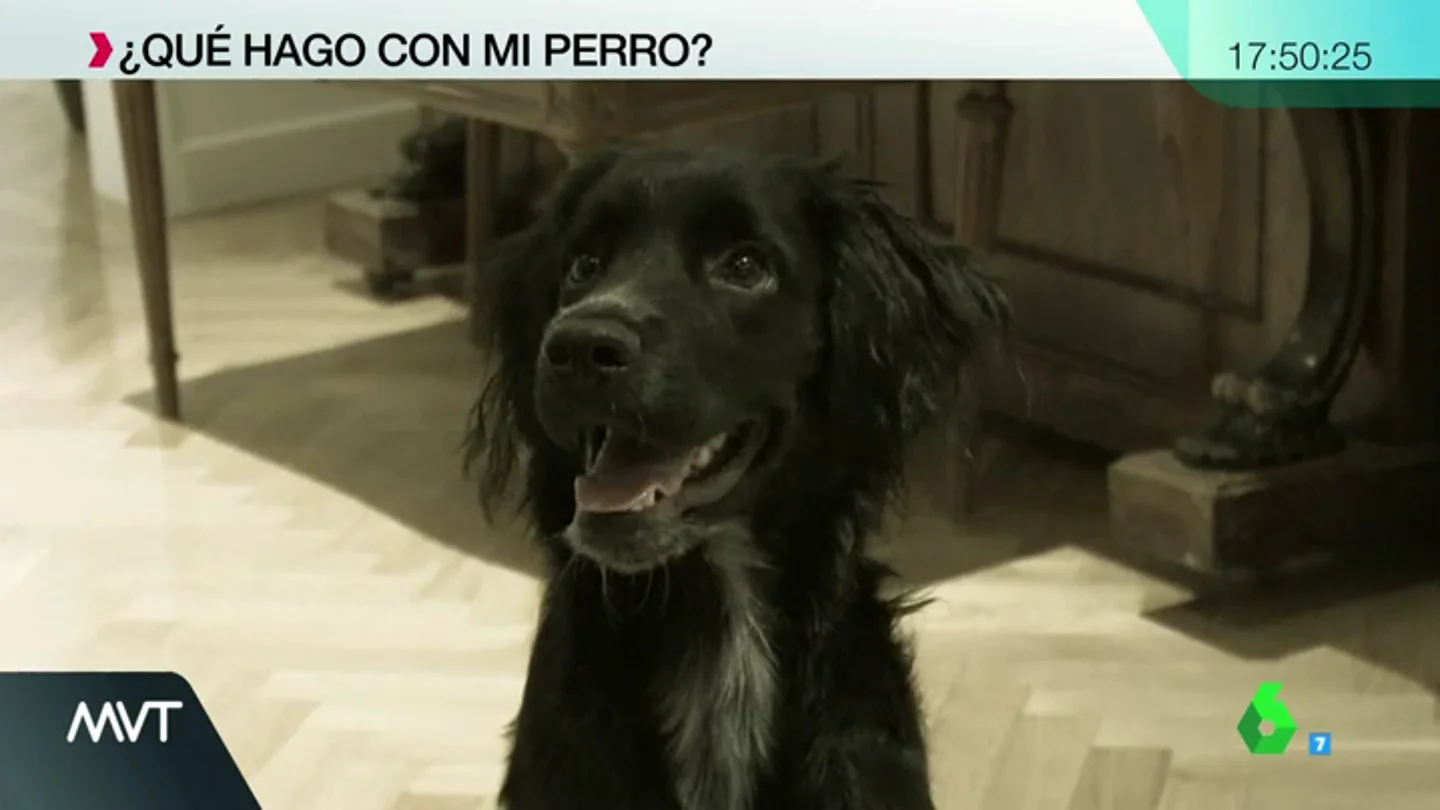 Residencias, hoteles de lujo, cuidadoras… lo que puedes hacer con tu perro en vacaciones para decir no al abandono Residencias, hoteles de lujo, cuidadoras… lo que puedes hacer con tu perro en vacaciones para decir no al abandono