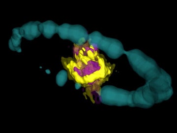 Así luce el corazón químico de una supernova: las zonas granates indican la presencia de monóxido de silicio y las amarillas, de monóxido de carbono