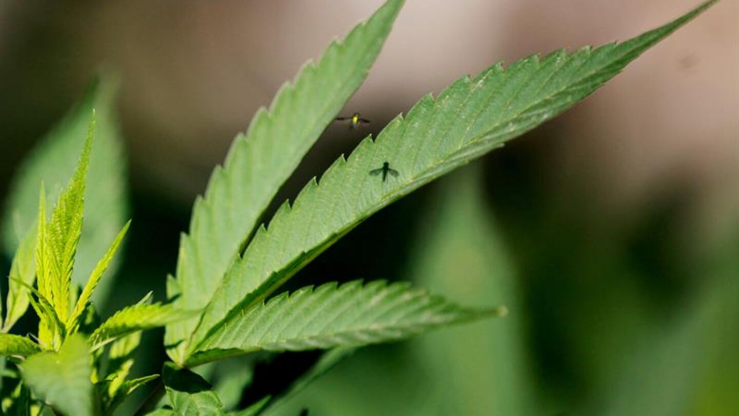 Marihuana