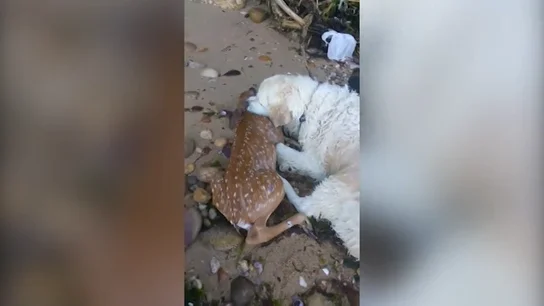 El emocionante momento en el que un perro salva a un cervatillo que se estaba ahogando en el río El emocionante momento en el que un perro salva a un cervatillo que se estaba ahogando en el río