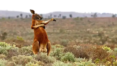 Así se mantienen en forma los canguros australianos Así se mantienen en forma los canguros australianos