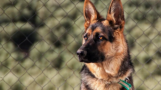 Un pastor alemán El genoma de los perros europeos persiste desde el Neolitico