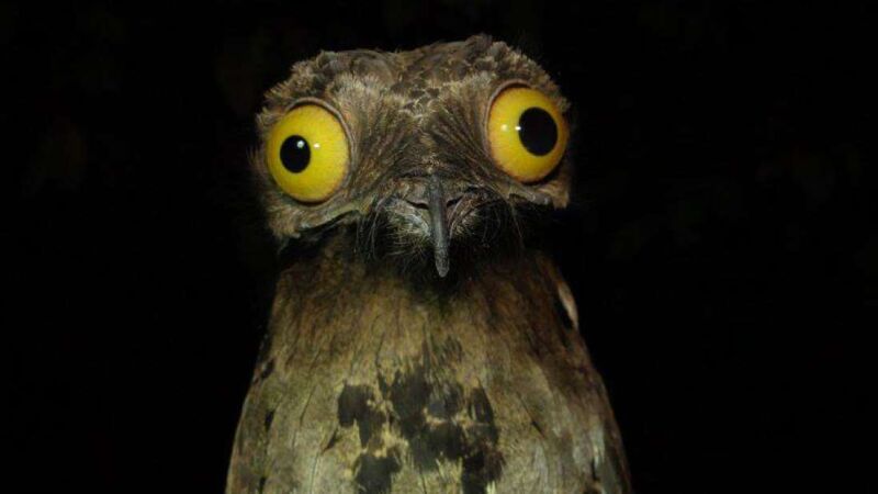 El lado más cómico del reino animal: arrancan los Comedy Wildlife Photo Awards