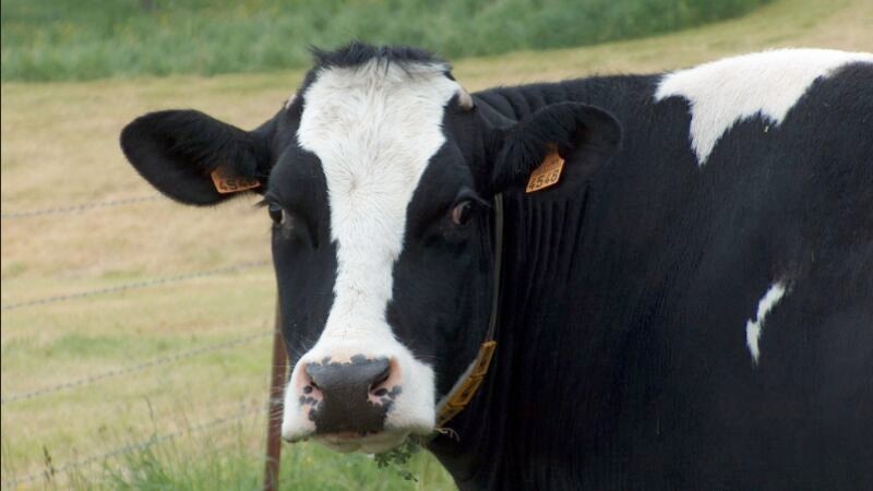 Modificarán vacas genéticamente para que soporten las olas de calor del cambio climático