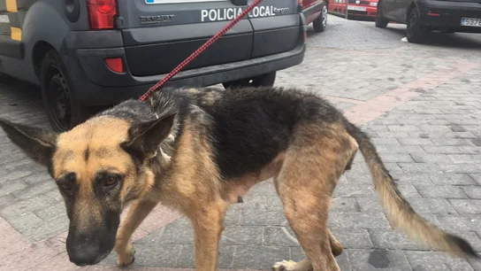Pastor alemán rescatado en Las Palmas Pastor alemán rescatado en Las Palmas