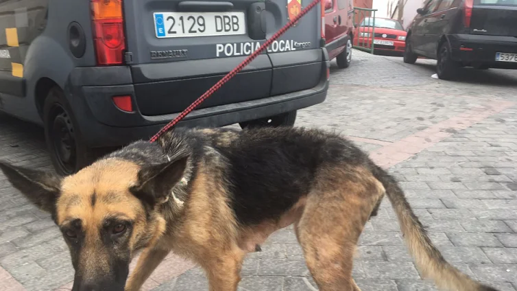 Pastor alemán rescatado en Las Palmas