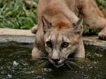 El miedo tiene una función imprescindible en la conservación de los ecosistemas El miedo tiene una función imprescindible en la conservación de los ecosistemas