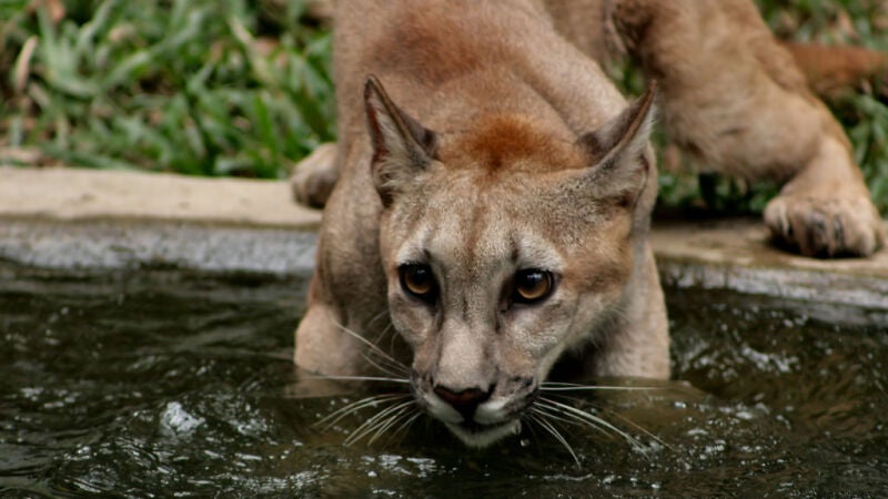 Terror animal: el miedo a los humanos está cambiando los ecosistemas