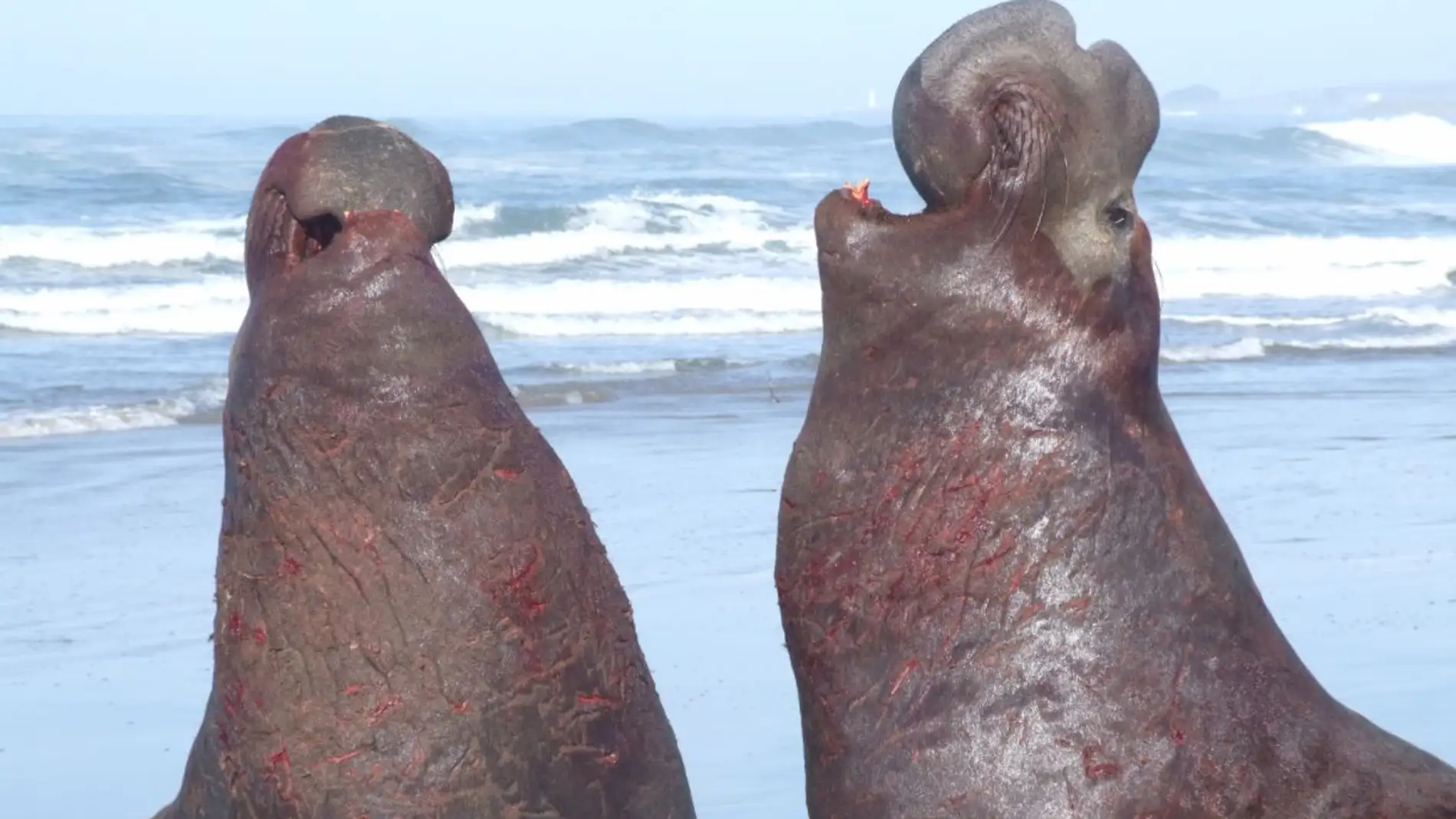 Los elefantes marinos se reconocen entre ellos por el ritmo de sus voces