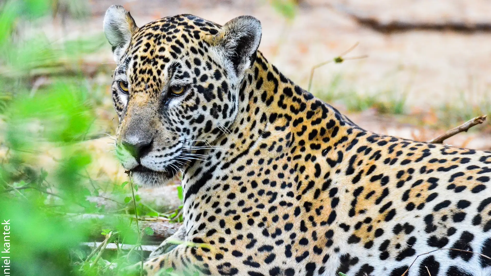 Jaguar salvaje en Pantanal (Brasil)