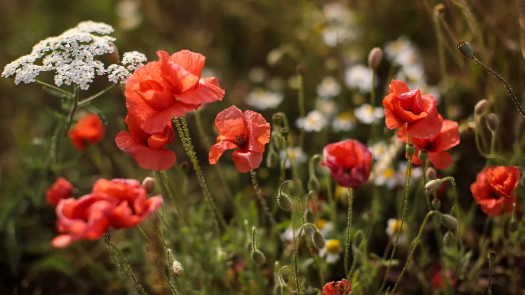 Imagen de archivo de unas amapolas