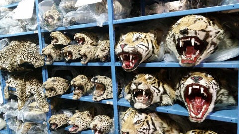 Los cazadores pueden reducir hasta un 90 % la biodiversidad de las selvas, según un estudio publicado en ‘Science’ en abril