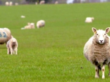 Así es 'Baa baa land', la película más relajante y aburrida de la historia hecha a propósito Así es 'Baa baa land', la película más relajante y aburrida de la historia hecha a propósito