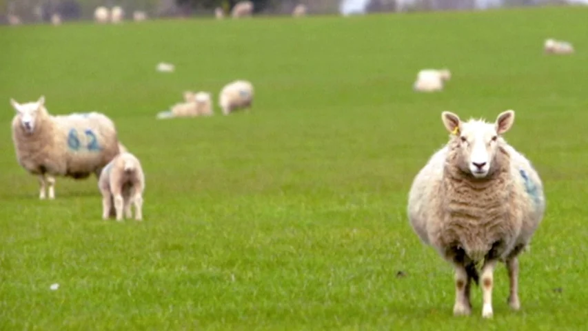 Así es 'Baa baa land', la película más relajante y aburrida de la historia hecha a propósito