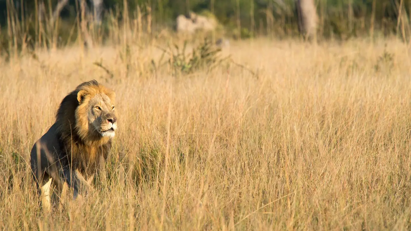 Xanda, el hijo del león Cécil Xanda, el hijo del león Cécil