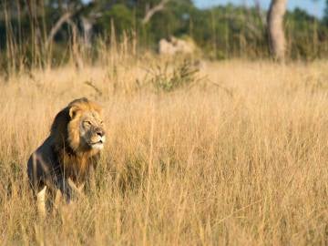 Xanda, el hijo del león Cécil Xanda, el hijo del león Cécil
