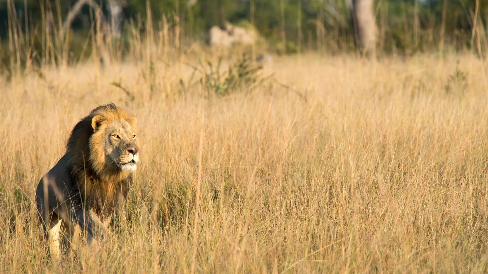 Xanda, el hijo del león Cécil