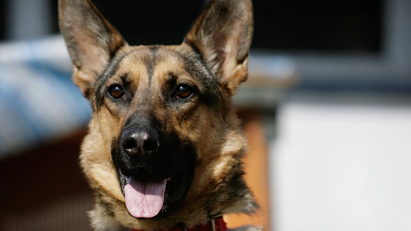 Un perro de raza pastor alemán Un perro de raza pastor alemán