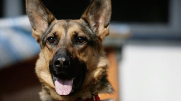 Un perro de raza pastor alemán