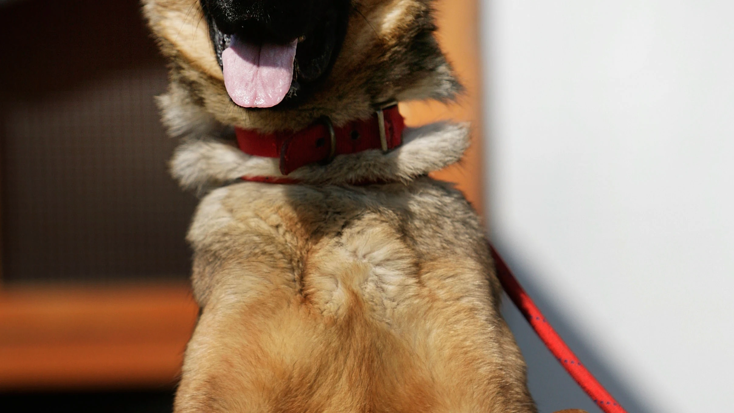 Un perro de raza pastor alemán