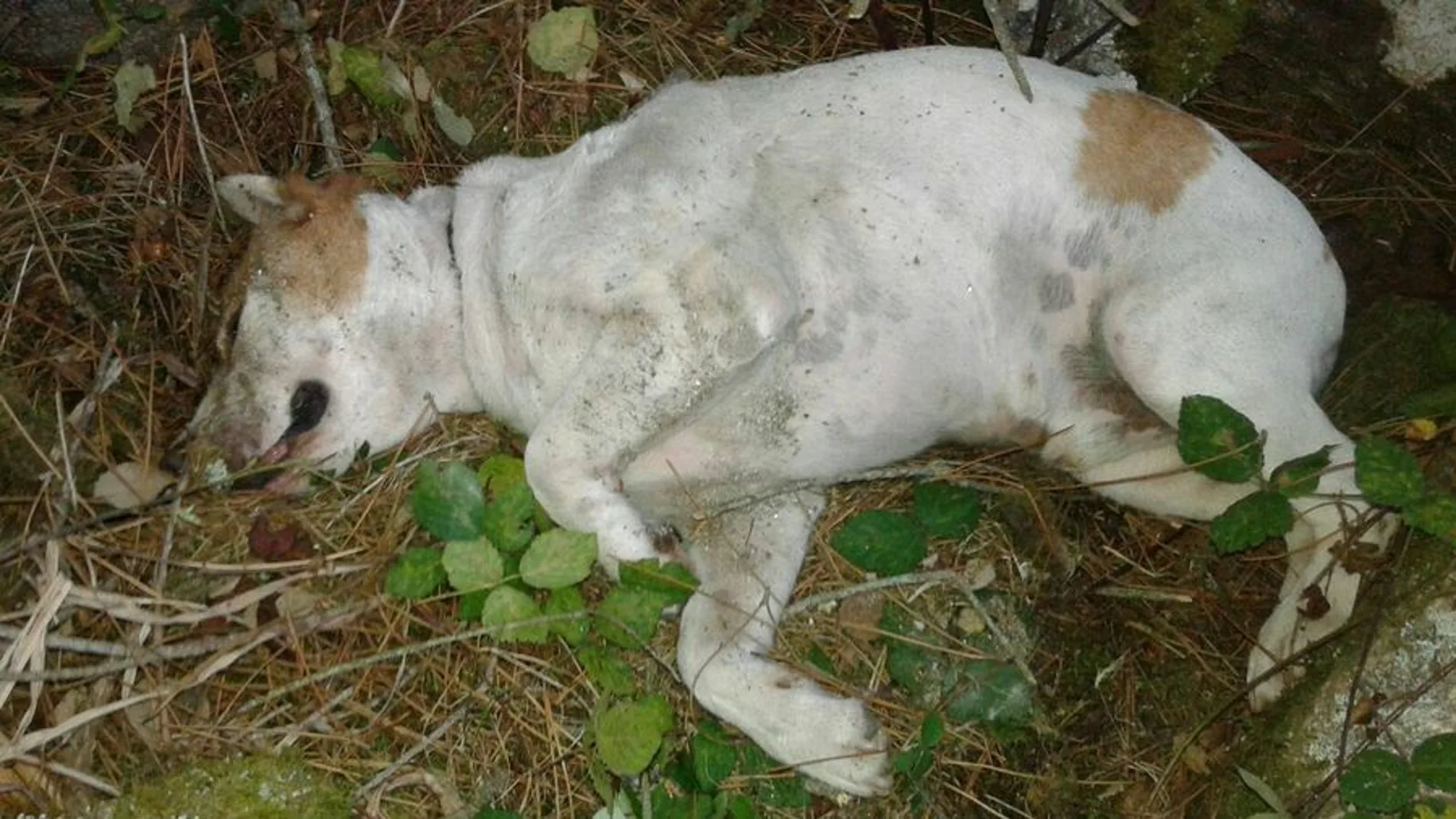 El perro que han encontrado semienterrado tras una brutal paliza