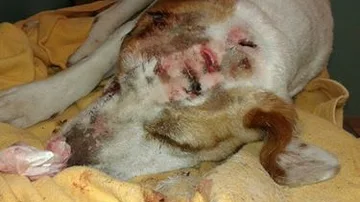 Estado del perro tras ser atendido en la clínica veterinaria
