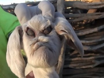 Las imágenes de la cabra con malformación Las imágenes de la cabra con malformación
