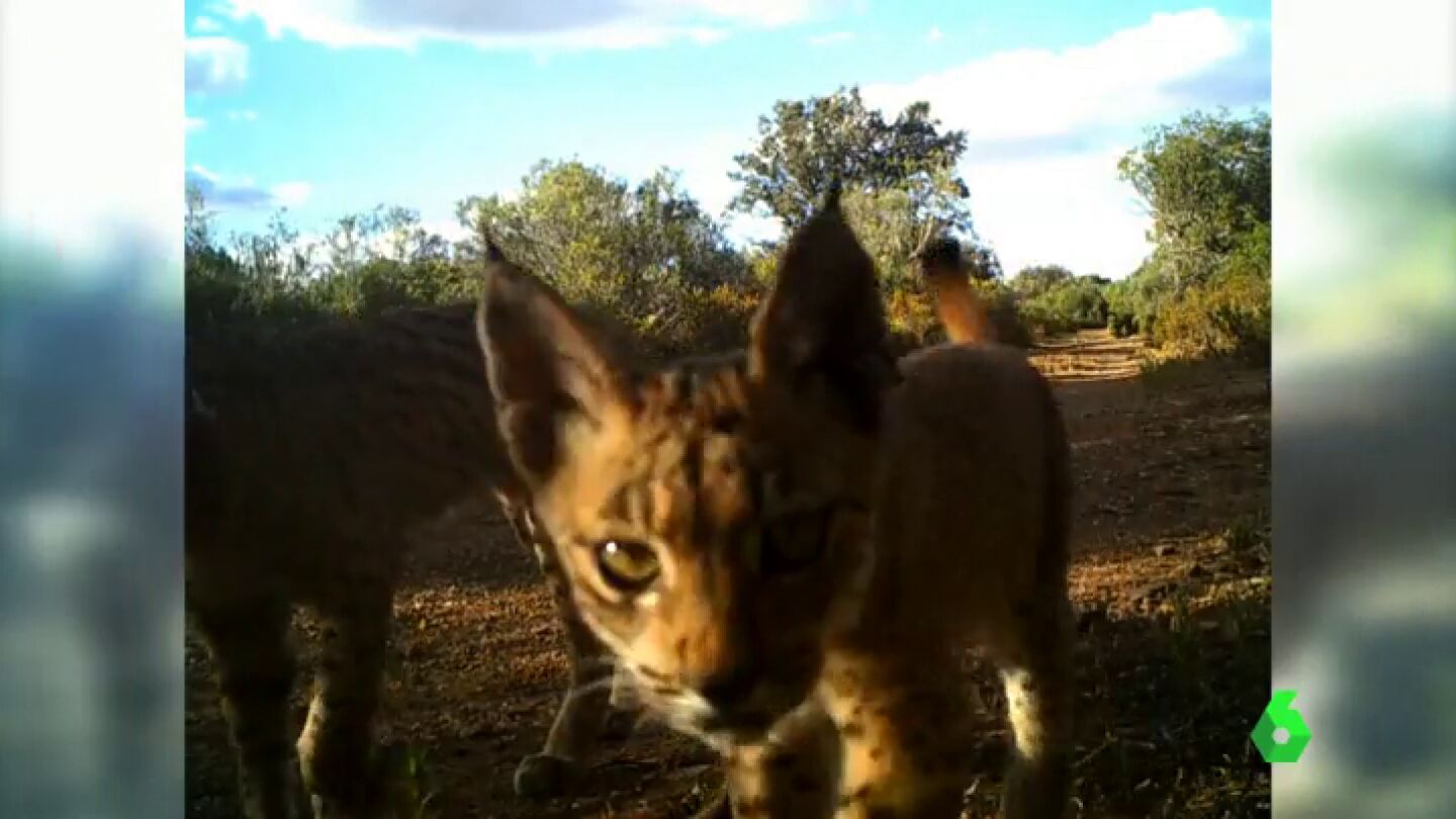 Nacen dos nuevos linces en libertad en Espa&ntilde;a 