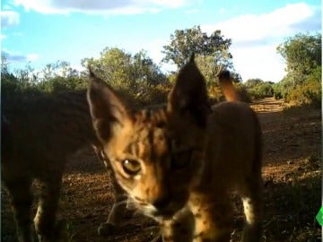 Nacen dos nuevos linces en libertad en España Nacen dos nuevos linces en libertad en España