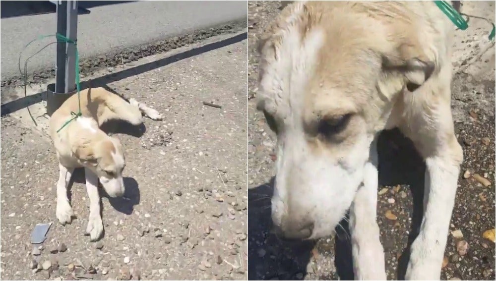 El Desolador Rescate De Un Perro Abandonado En Una Carretera De Cordoba A Pleno Sol Conmociona A Las Redes