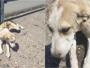 El animal abandonado en una carretera El animal abandonado en una carretera