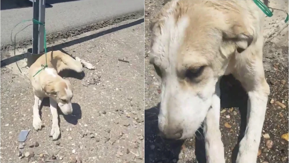 El animal abandonado en una carretera