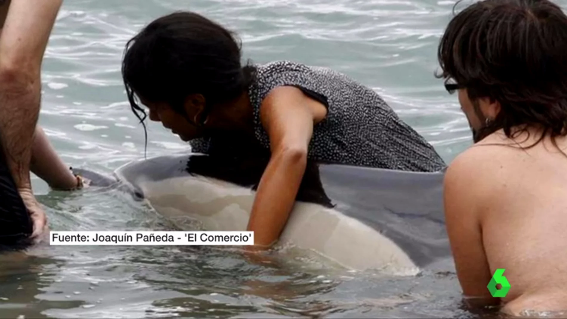 Muere un delfín al quedar varado en una playa de Gijón