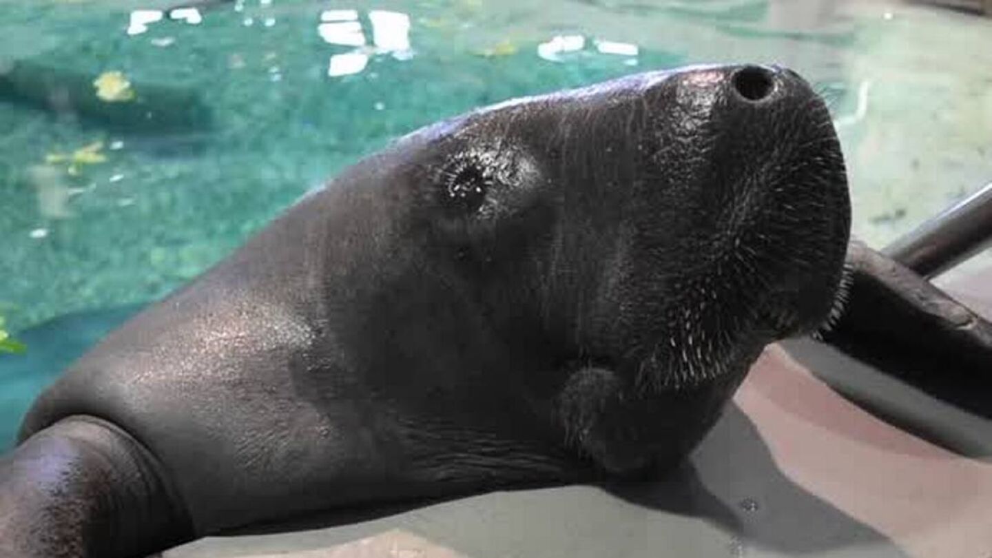 El manat&iacute; Snooty